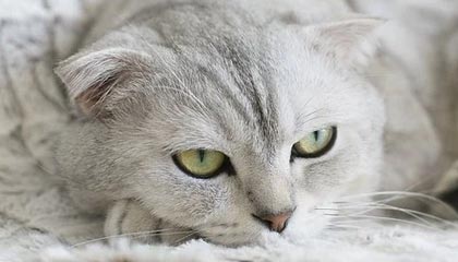 星空官网-CBA全明星周末遇冷（下）：缺少顶流或让遇冷成常态